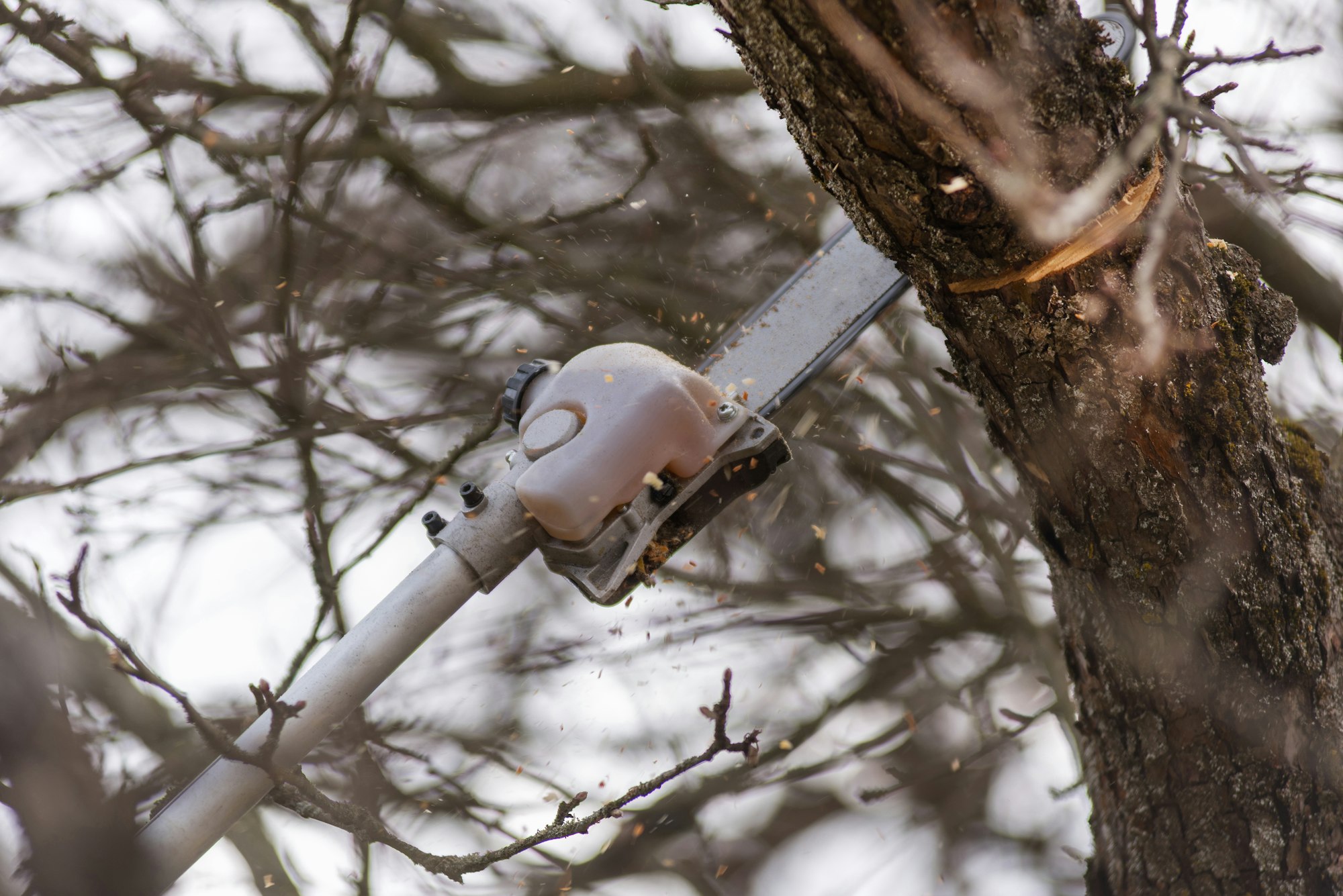 Pole saw, tree trimming, chainsaw cutting tree branch in the spring